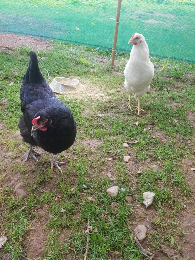 Anascaul Shadow River Farm מראה חיצוני תמונה